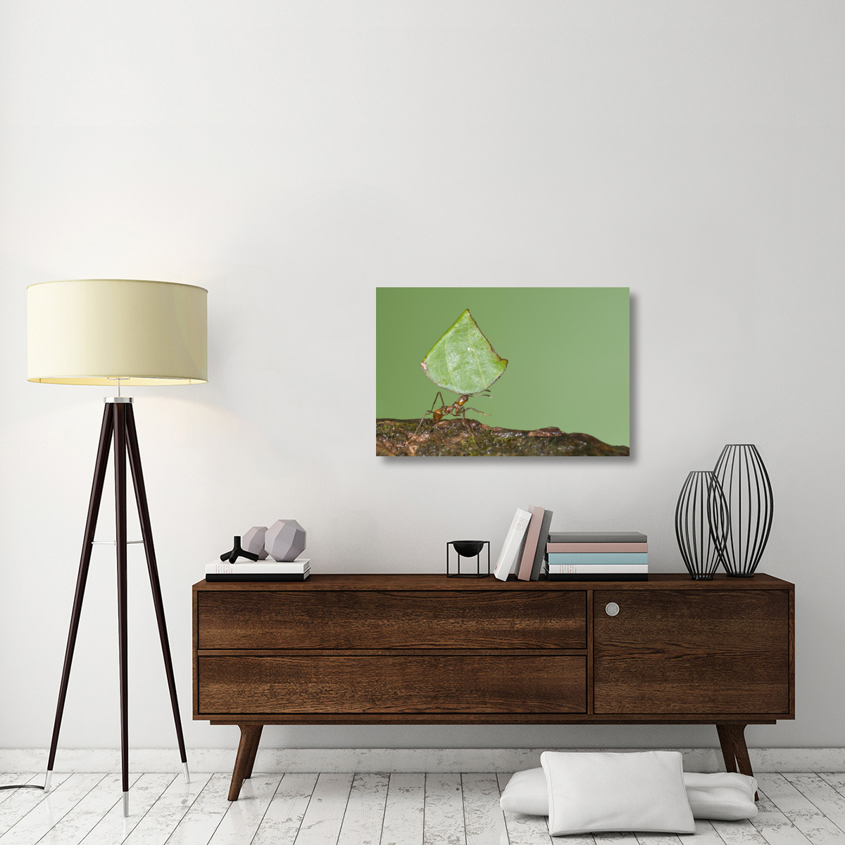 Leafcutter Ant carrying leaf, Costa Rica-Canvas Art-36&quotx24"