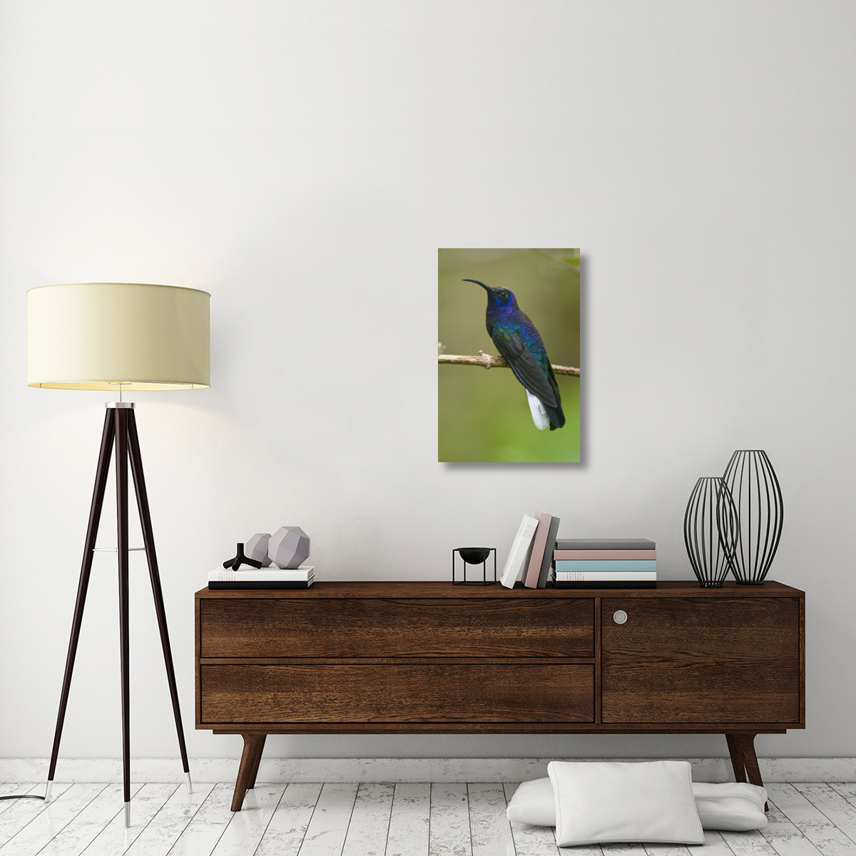 Violet Sabre-wing hummingbird, Costa Rica-Canvas Art-20&quotx30"