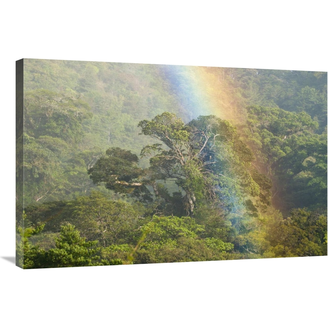 Rainbow over rainforest canopy, Costa Rica-Canvas Art-36&quotx24"