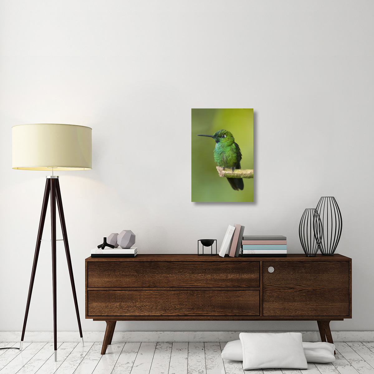 Green-crowned Brilliant hummingbird, Ecuador-Canvas Art-20&quotx30"