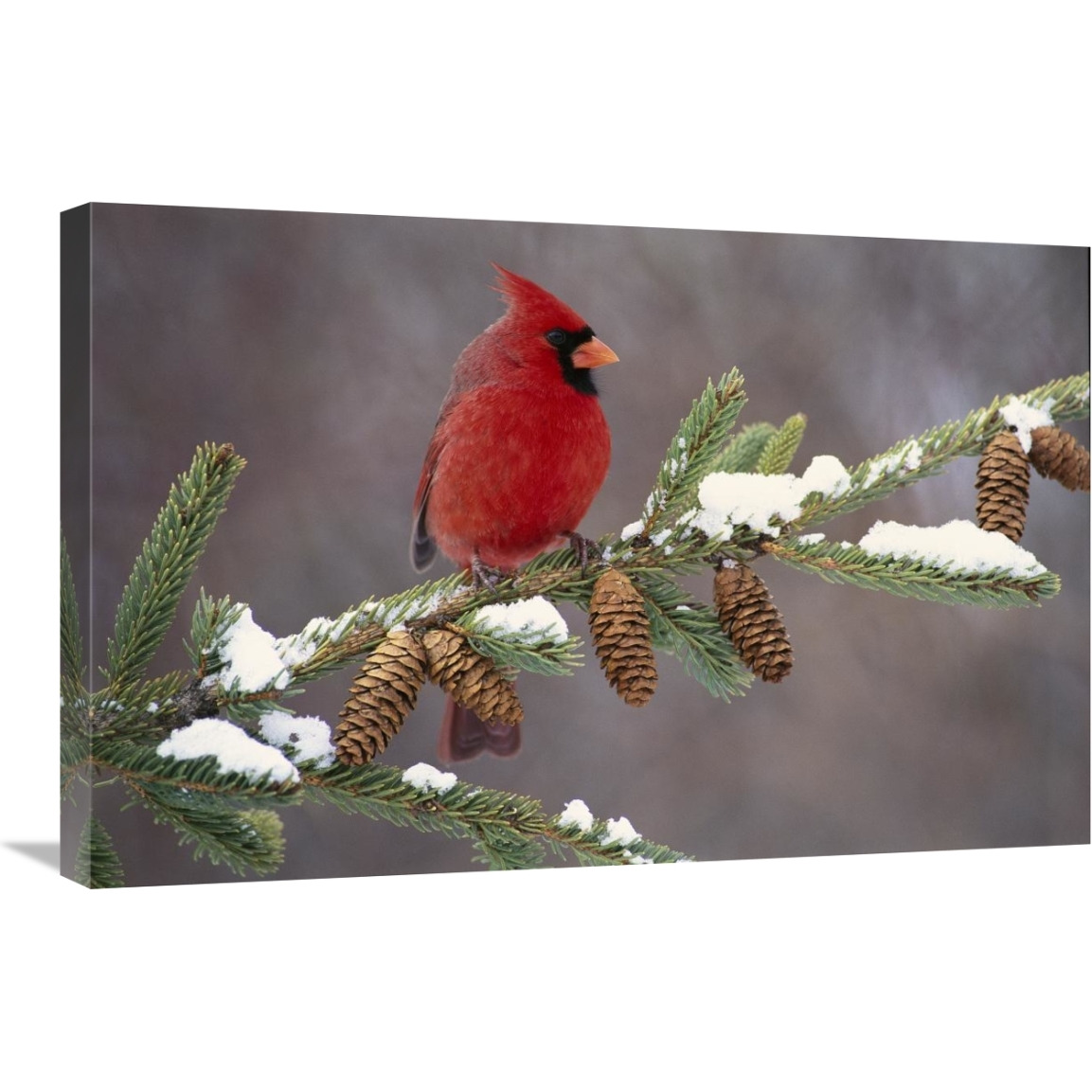 Northern Cardinal male, South Lyon, Michigan-Canvas Art-30&quotx20"