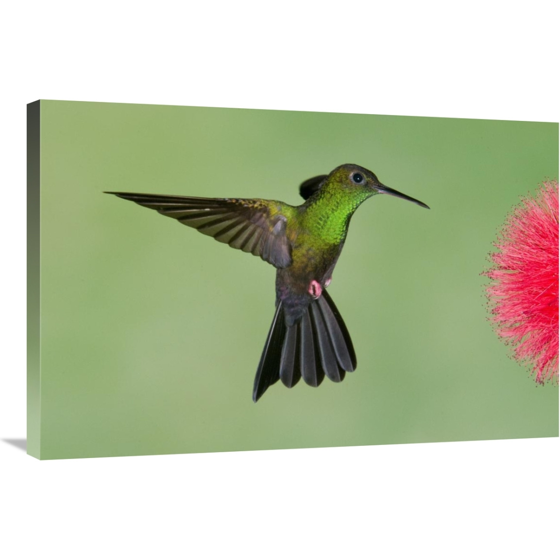 Red-footed Plumeleteer male flying, Costa Rica-Canvas Art-36&quotx24"