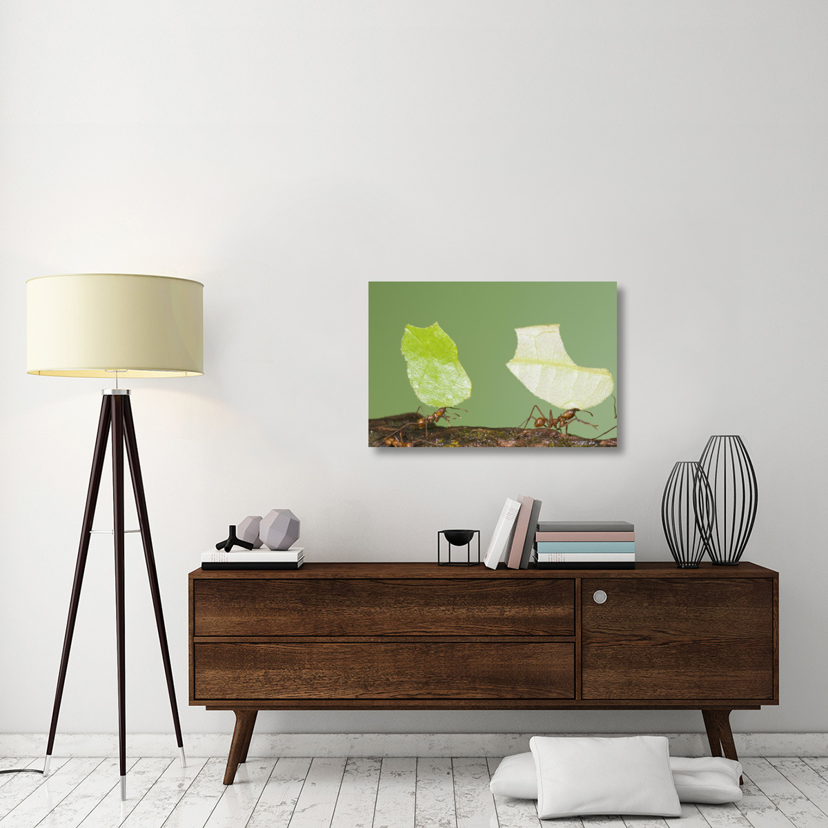 Leafcutter Ant pair carrying leaves, Costa Rica-Canvas Art-36&quotx24"