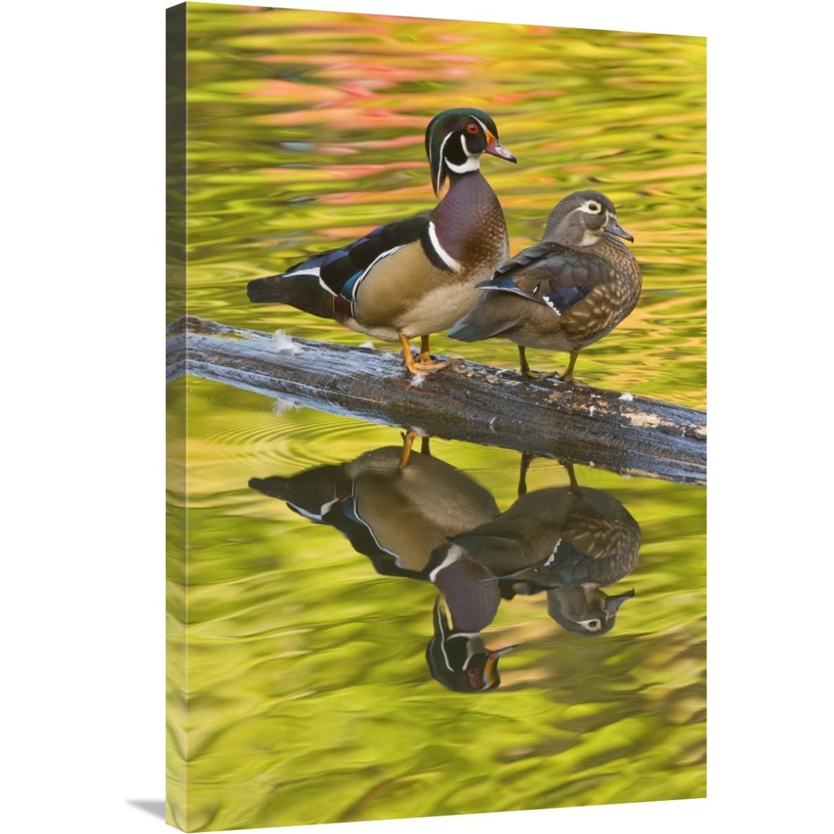 Wood Duck pair, North Chagrin Reservation, Ohio-Canvas Art-24&quotx36"