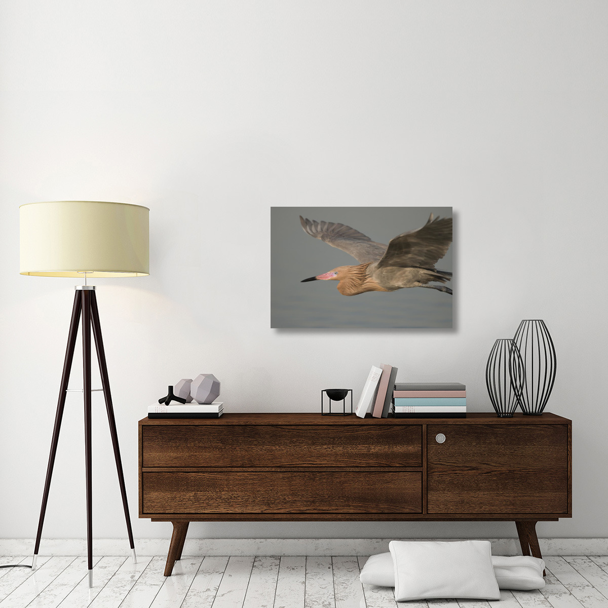 Reddish Egret flying, Fort Desoto Park, Florida-Canvas Art-36&quotx24"