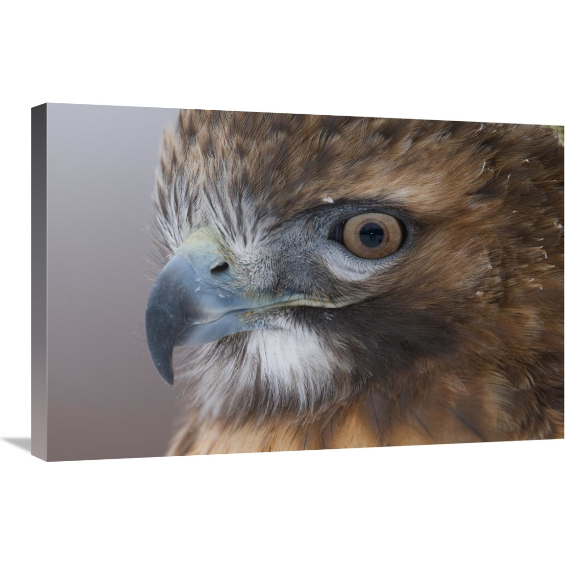 Red-tailed Hawk, Howell Nature Center, Michigan-Canvas Art-30&quotx20"