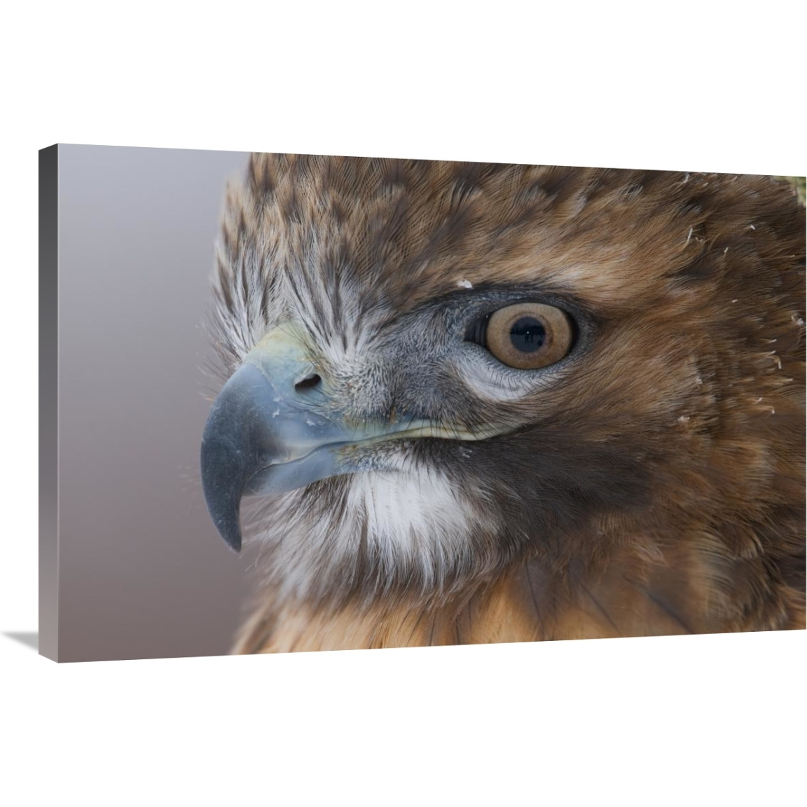 Red-tailed Hawk, Howell Nature Center, Michigan-Canvas Art-36&quotx24"