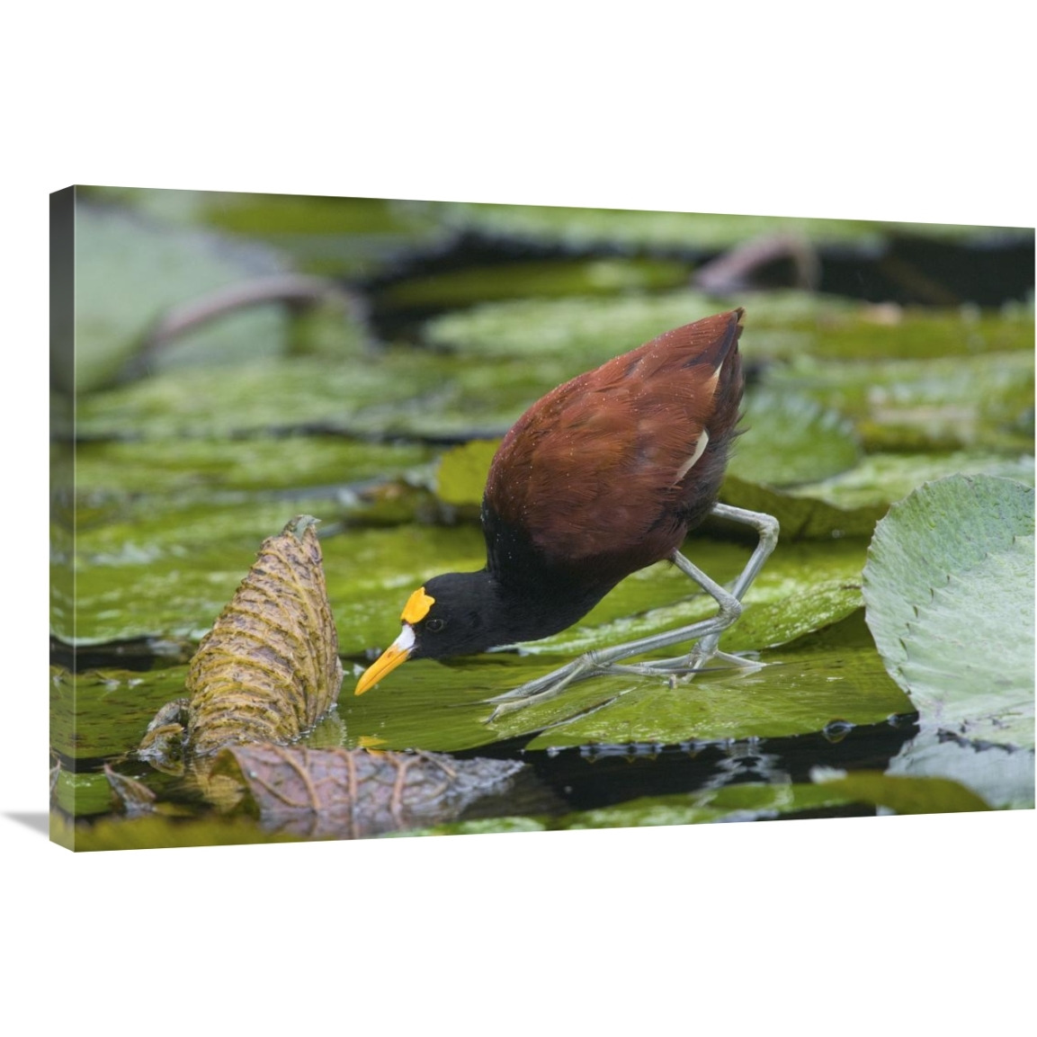 Northern Jacana foraging on lily pads, Costa Rica-Canvas Art-36&quotx24"