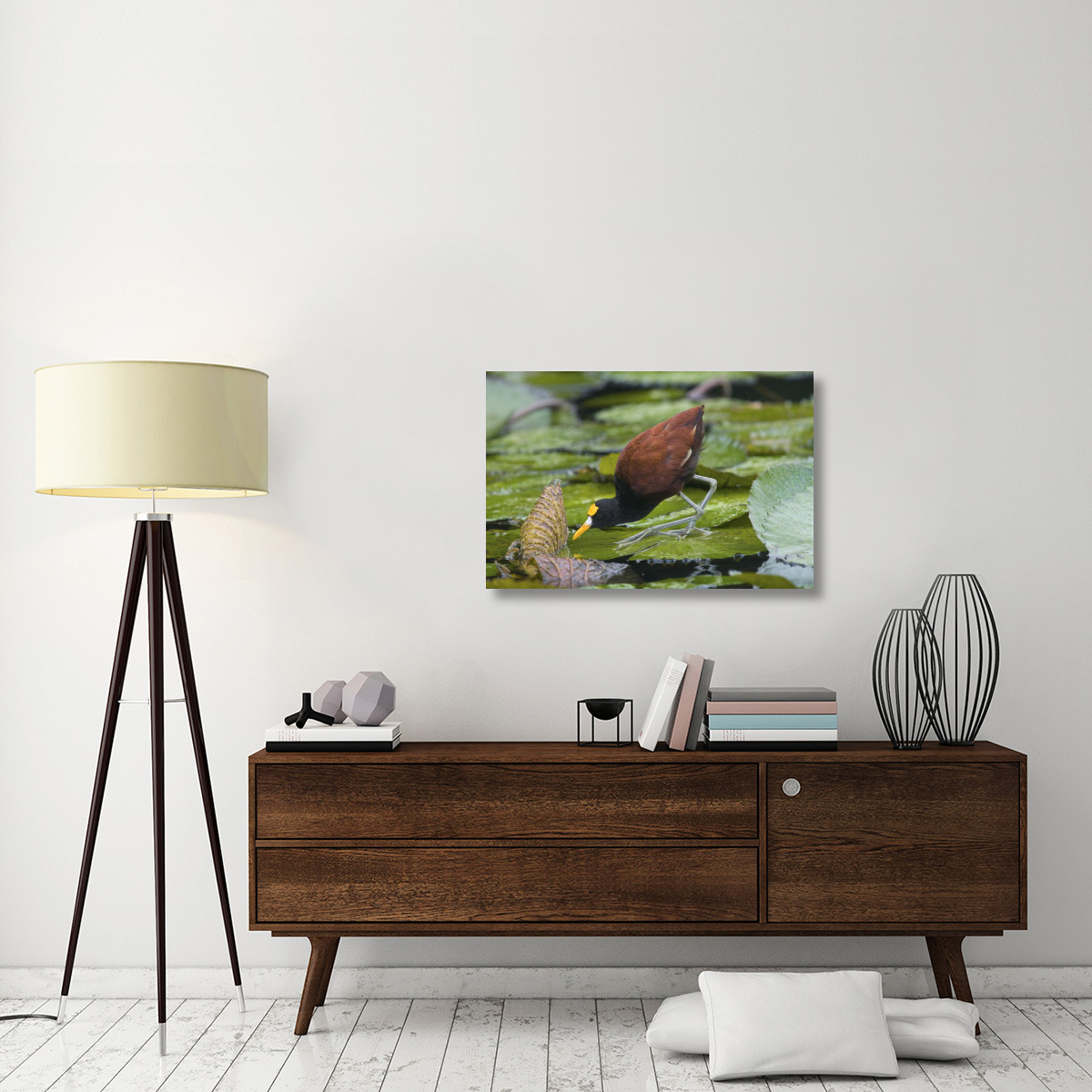 Northern Jacana foraging on lily pads, Costa Rica-Canvas Art-36&quotx24"