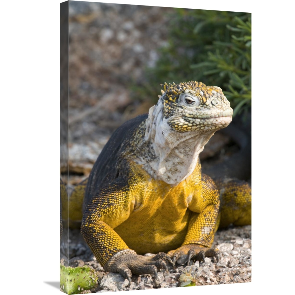 Galapagos Land Iguana, Galapagos Islands, Ecuador-Canvas Art-20&quotx30"