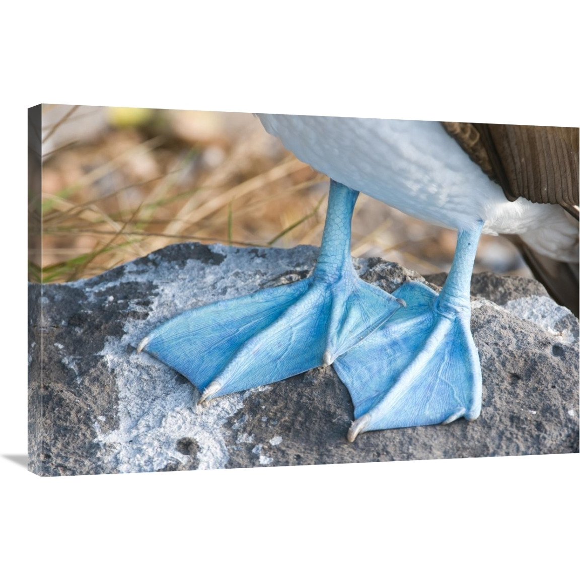 Blue-footed Booby feet, Galapagos Islands, Ecuador-Canvas Art-36&quotx24"