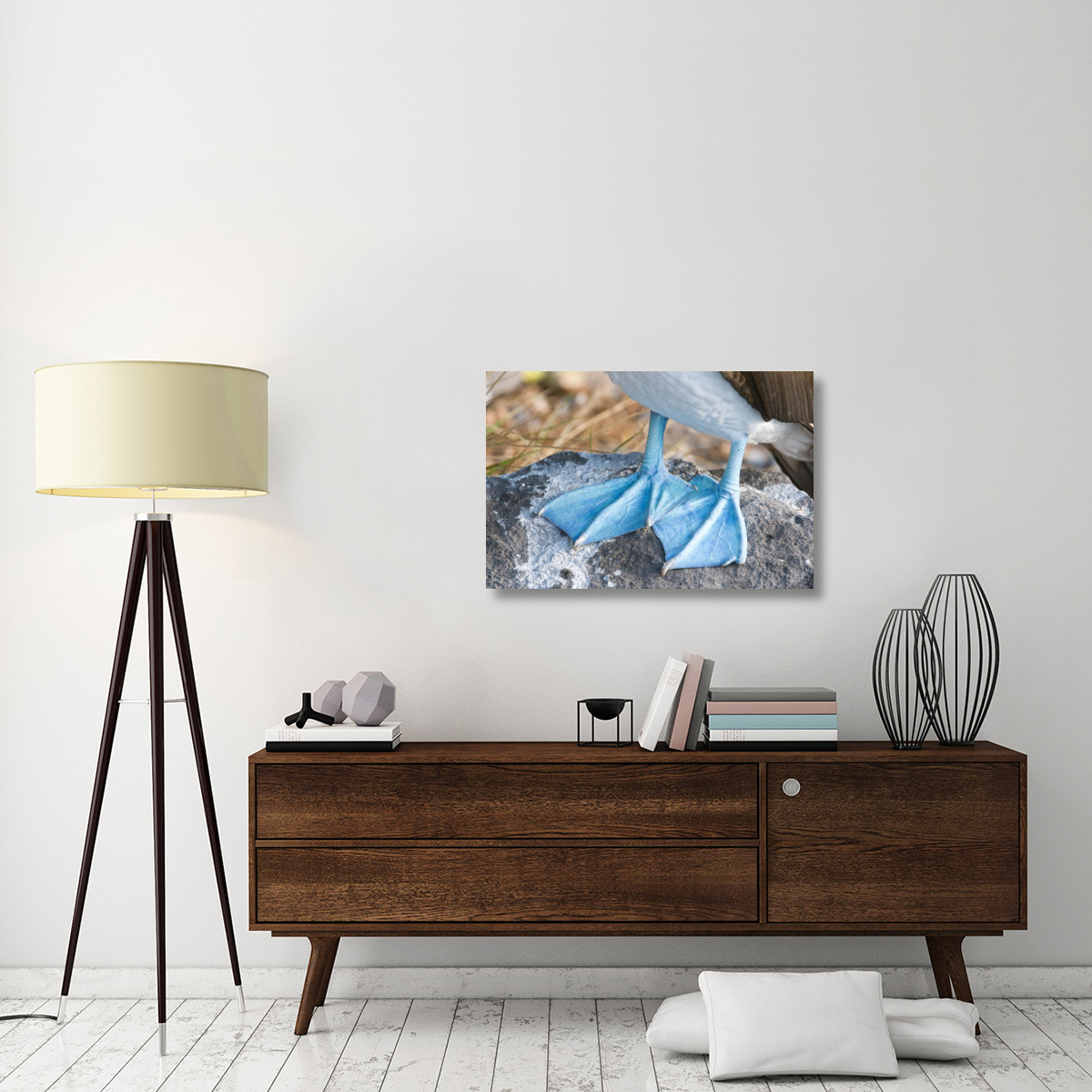 Blue-footed Booby feet, Galapagos Islands, Ecuador-Canvas Art-36&quotx24"