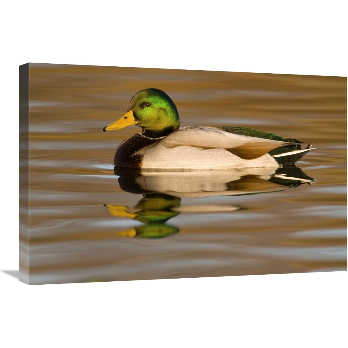 Mallard swimming, Kellogg Bird Sanctuary, Michigan-Canvas Art-30&quotx20"