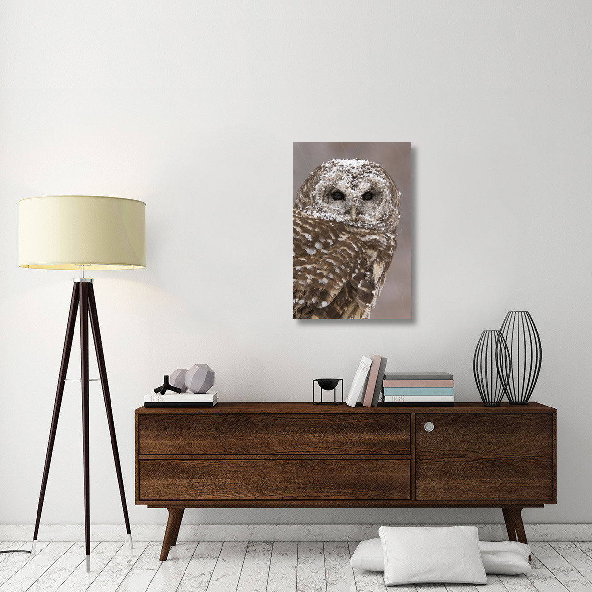 Barred Owl in winter, Howell Nature Center, Michigan-Canvas Art-24&quotx36"