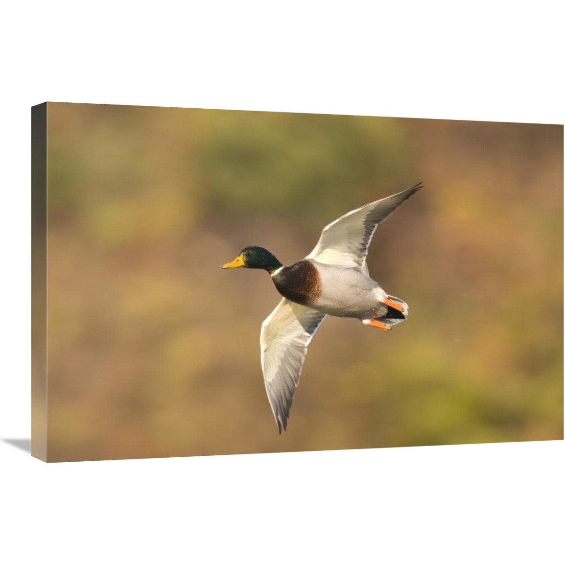 Mallard male flying, Kellogg Bird Sanctuary, Michigan-Canvas Art-30&quotx20"