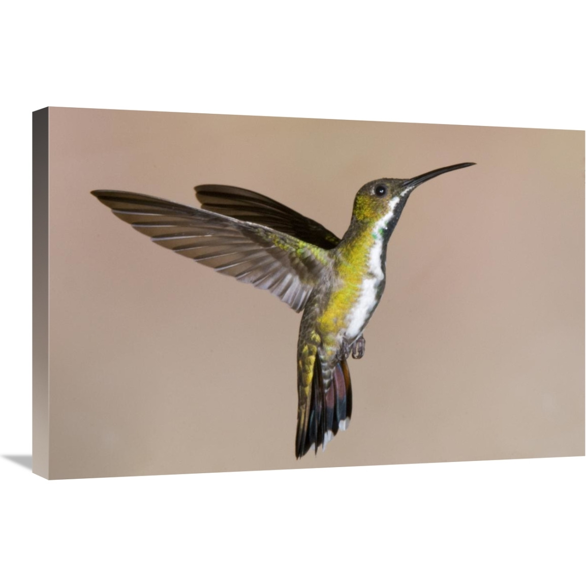 Veraguan Mango hummmingbird female flying, Costa Rica-Canvas Art-30&quotx20"