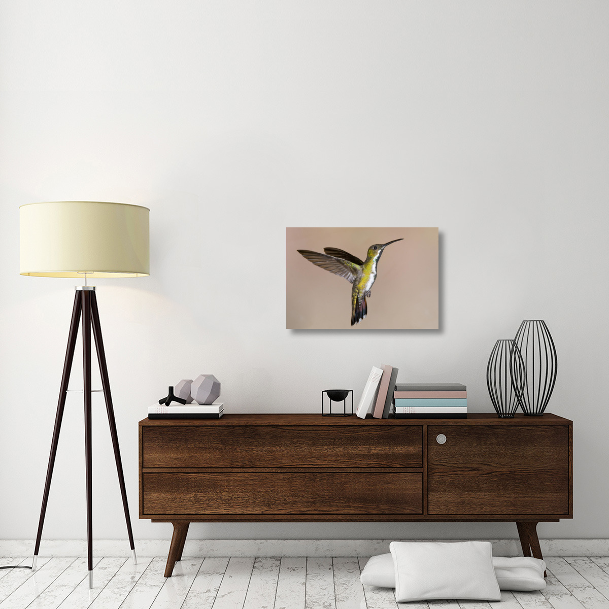 Veraguan Mango hummmingbird female flying, Costa Rica-Canvas Art-30&quotx20"