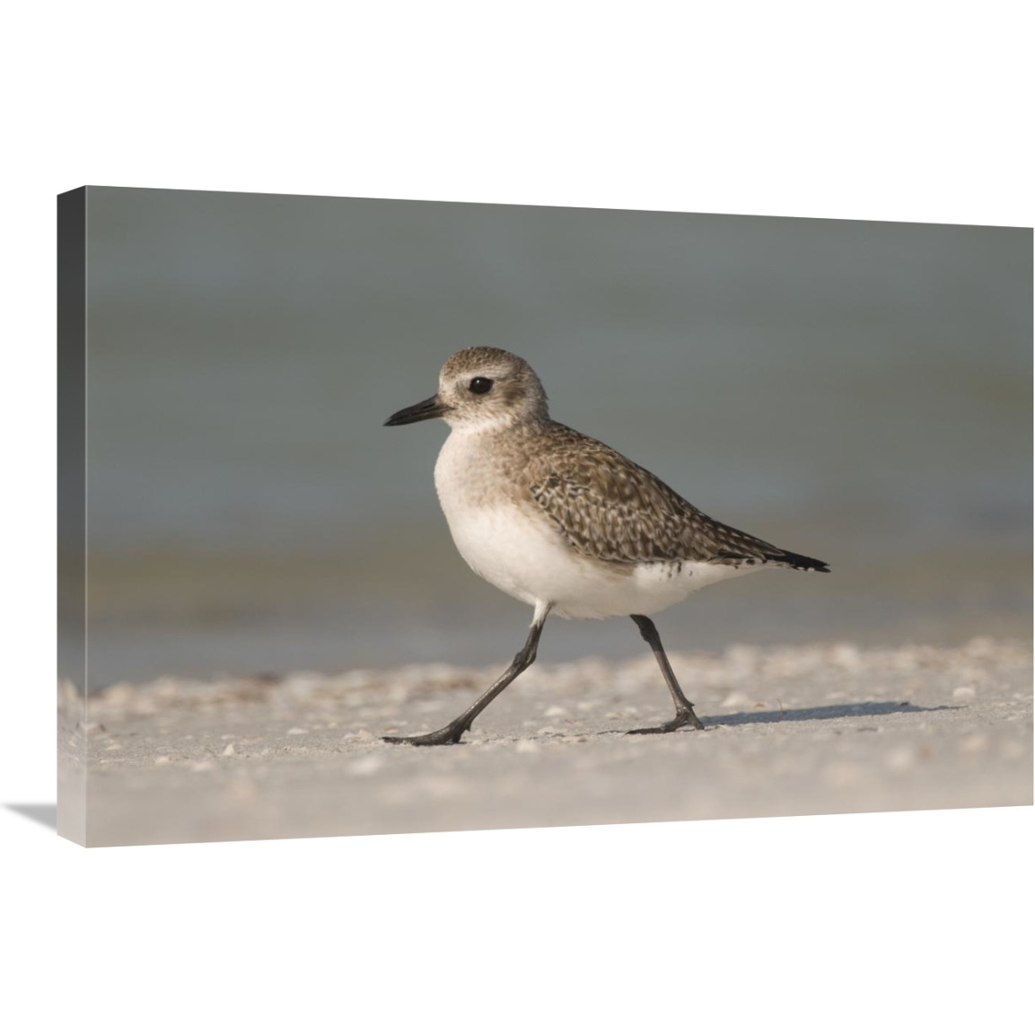 Black-bellied Plover walking, Fort Desoto Park, Florida-Canvas Art-30&quotx20"