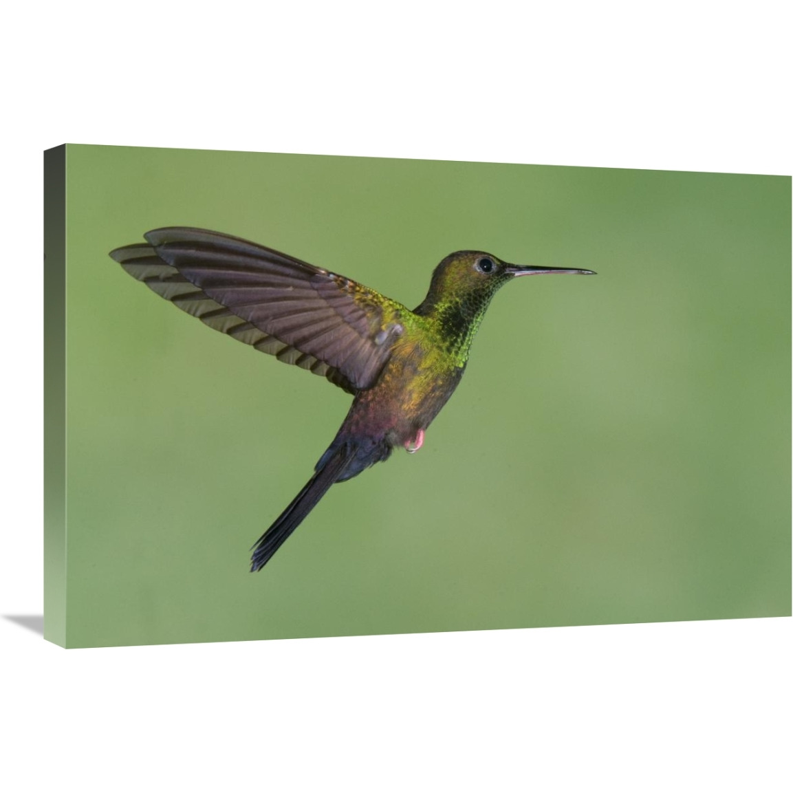 Red-footed Plumeleteer hummingbird male flying, Costa Rica-Canvas Art-30&quotx20"