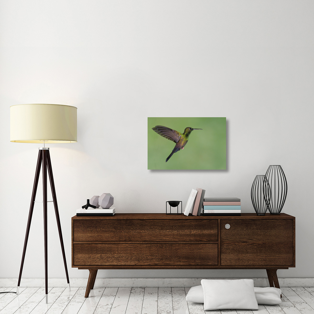 Red-footed Plumeleteer hummingbird male flying, Costa Rica-Canvas Art-30&quotx20"