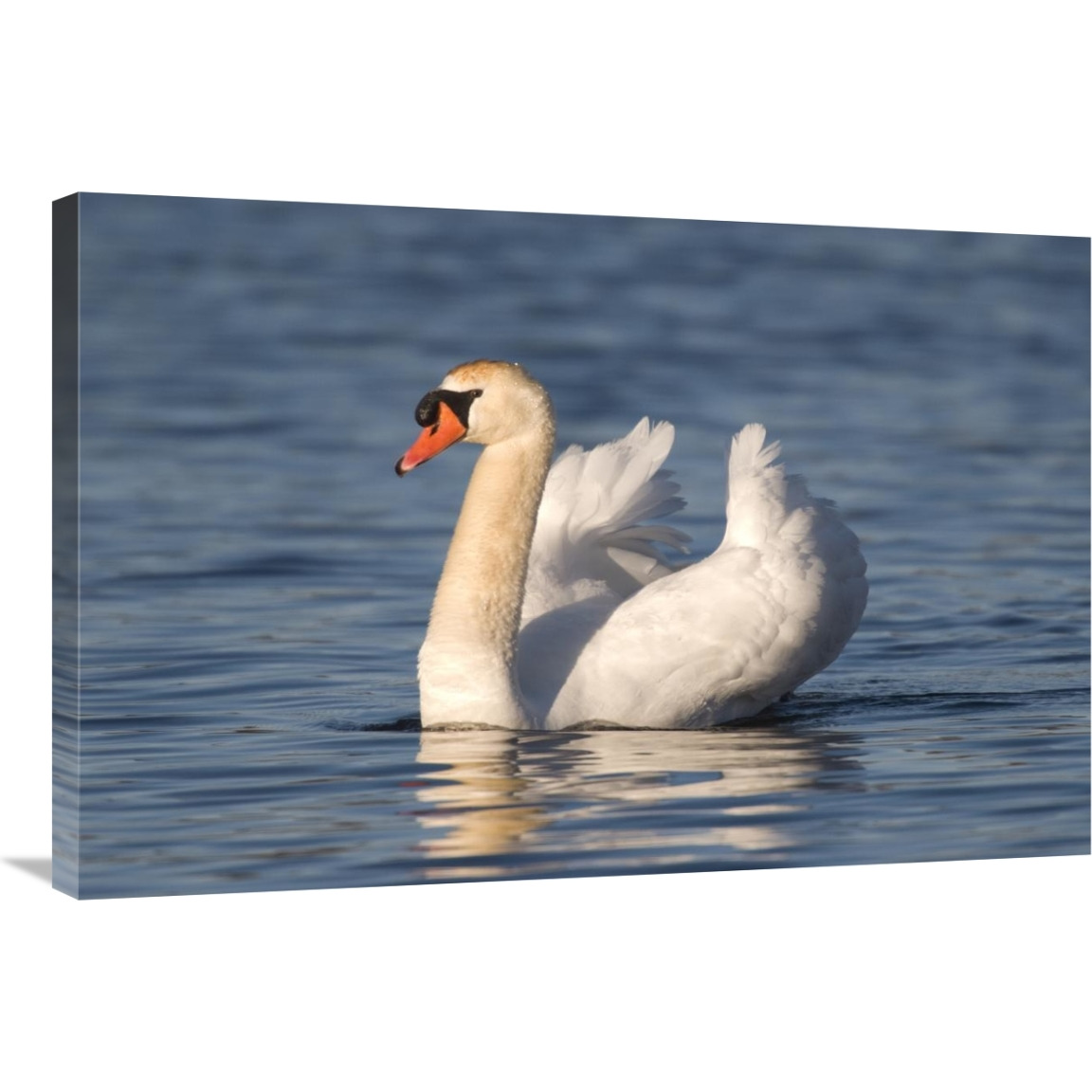 Mute Swan swimming, Kensington Metropark, Milford, Michigan-Canvas Art-36&quotx24"