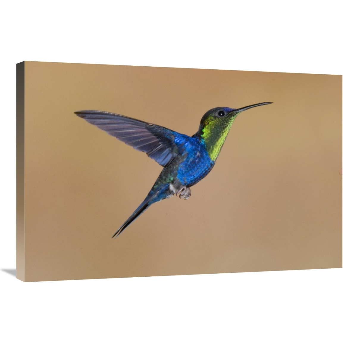 Violet-crowned Woodnymph hummingbird male flying, Costa Rica-Canvas Art-36&quotx24"