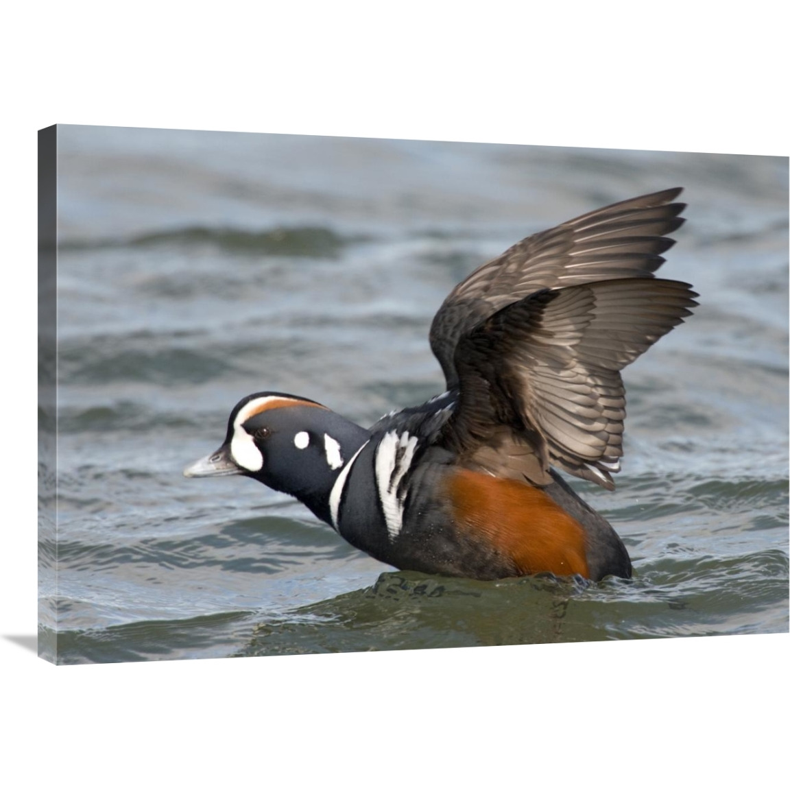 Harlequin Duck male taking flight, Barnegat Light, New Jersey-Canvas Art-36&quotx25.56"