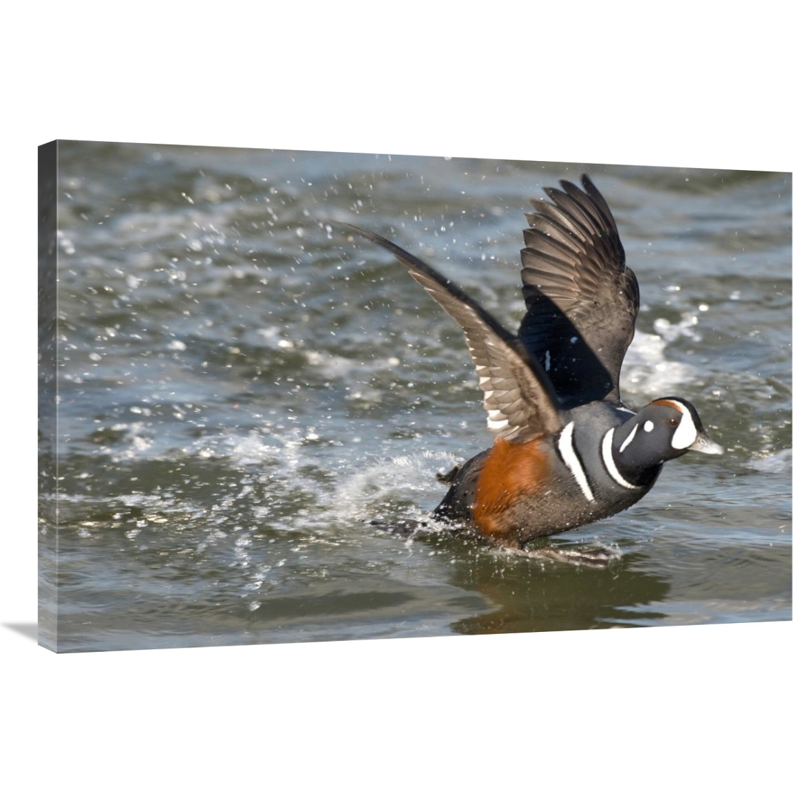 Harlequin Duck male taking flight, Barnegat Light, New Jersey-Canvas Art-36&quotx24"