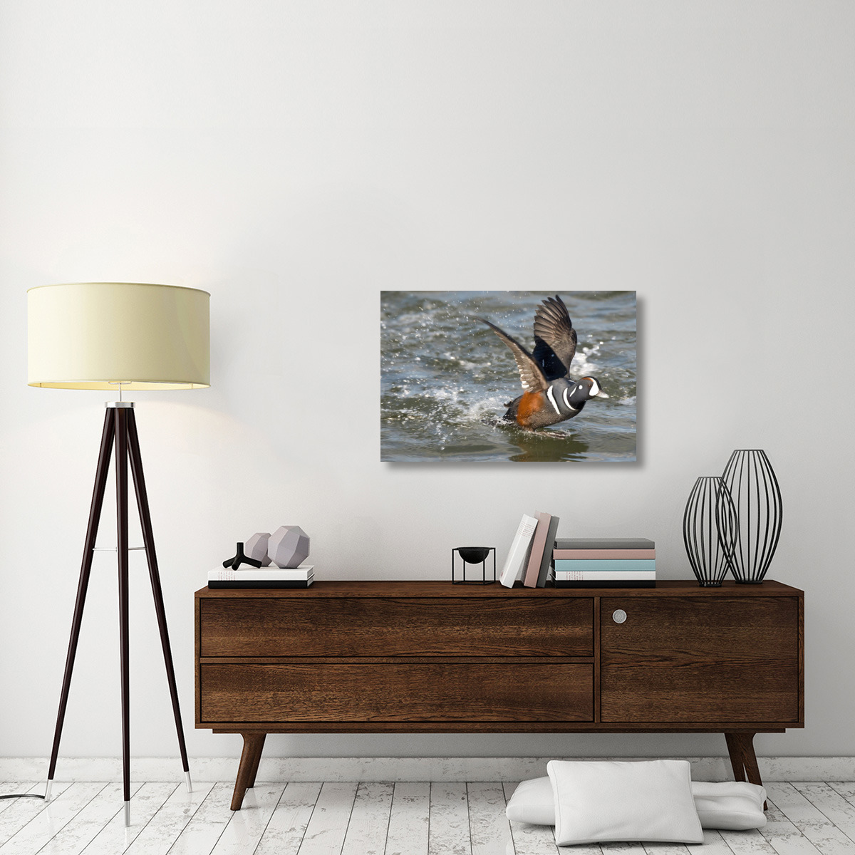 Harlequin Duck male taking flight, Barnegat Light, New Jersey-Canvas Art-36&quotx24"