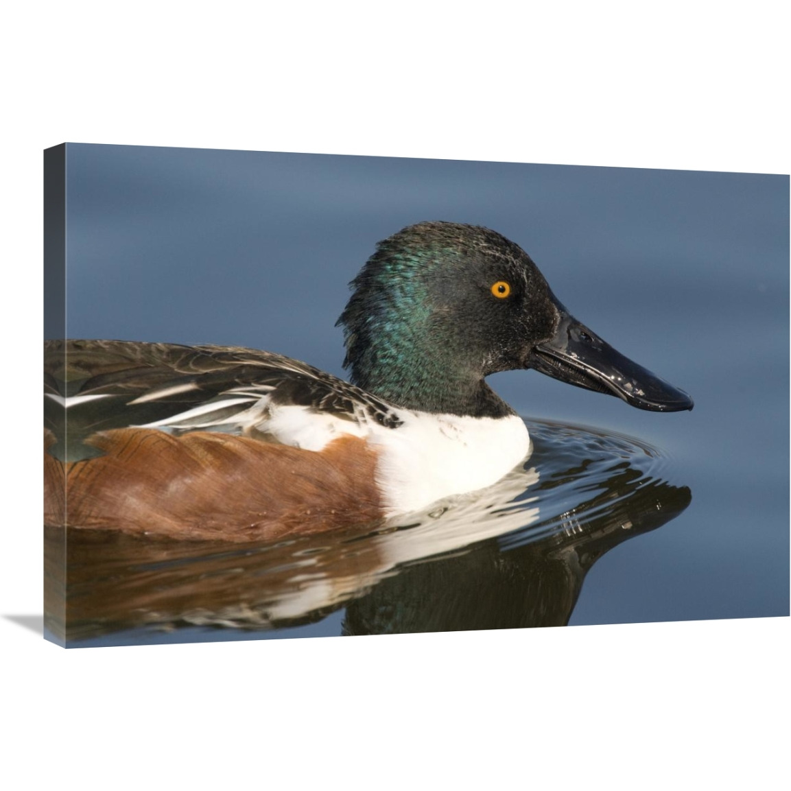 Northern Shoveler male swimming, Kellogg Bird Sanctuary, Michigan-Canvas Art-30&quotx20"