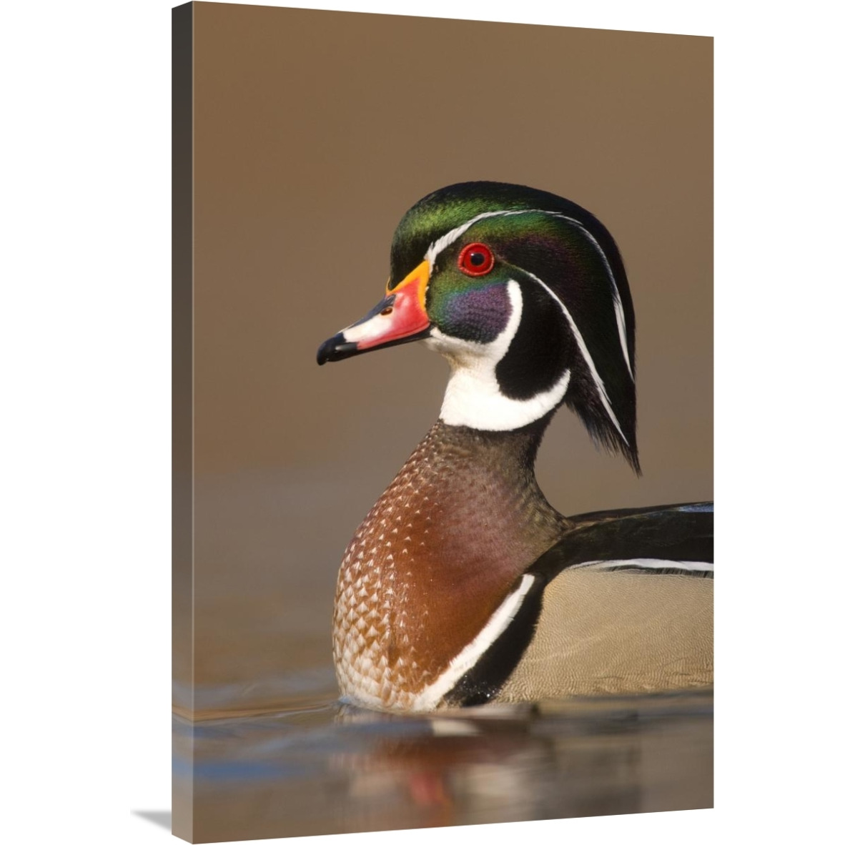 Wood Duck male in breeding plumage, Lapeer State Game Area, Michigan-Canvas Art-24&quotx36"