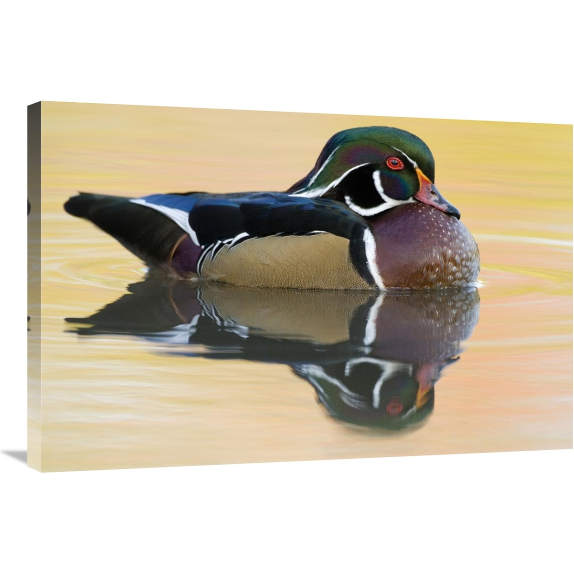 Wood Duck male in breeding plumage, Lapeer State Game Area, Michigan-Canvas Art-36&quotx24"