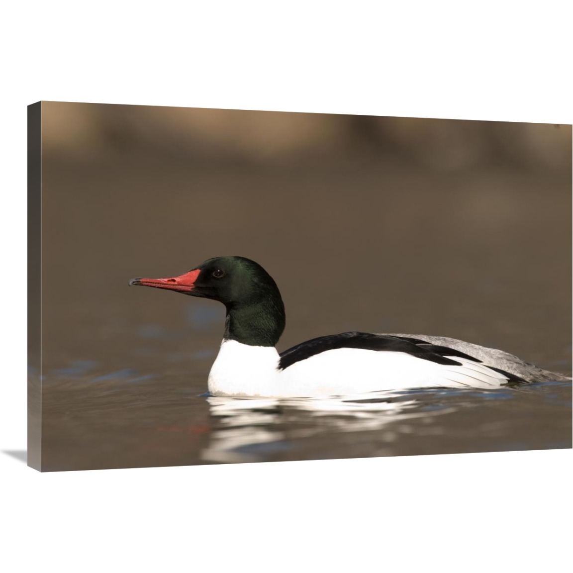 Common Merganser male swimming, Kensington Metropark, Milford, Michigan-Canvas Art-36&quotx24"