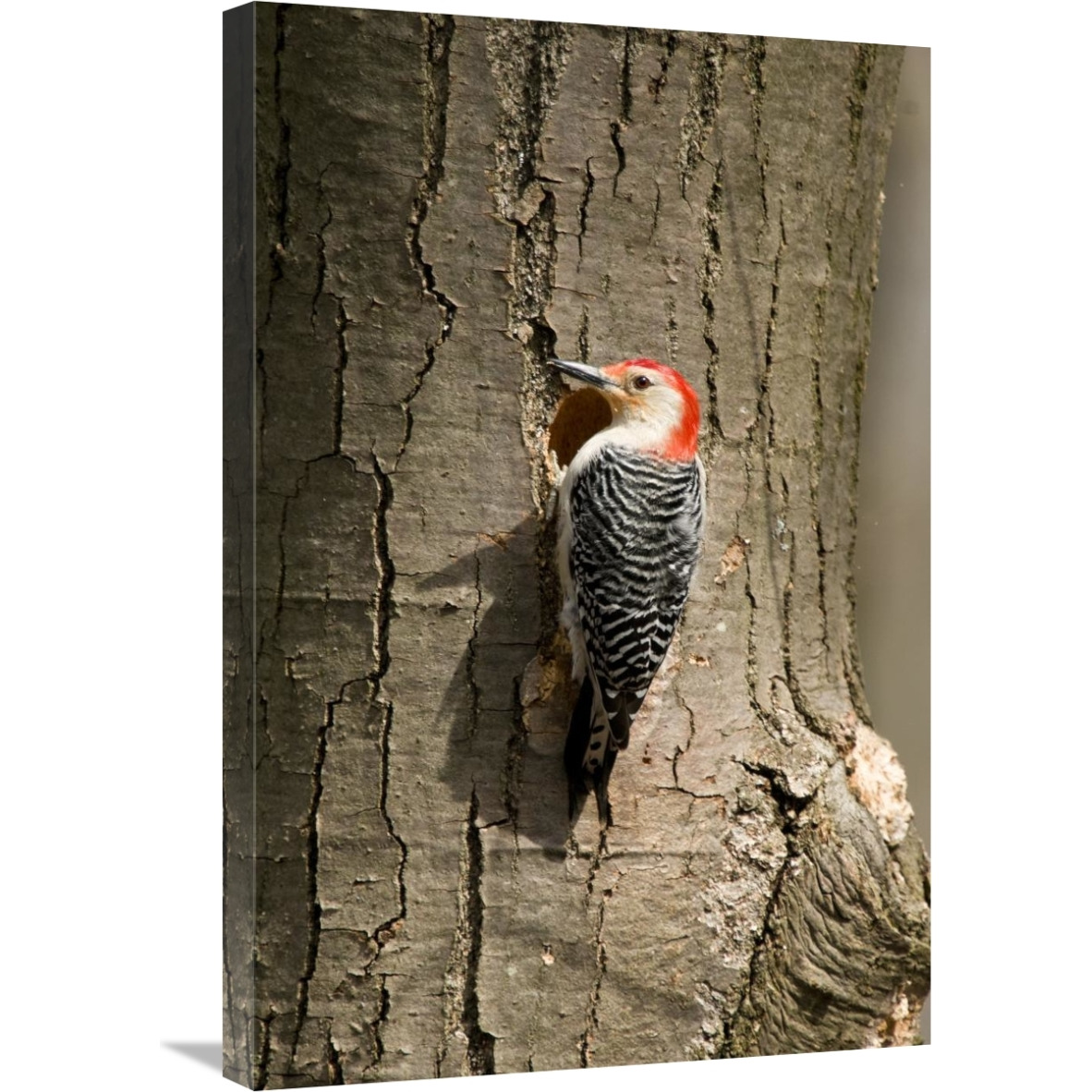 Red-bellied Woodpecker male at nest cavity, Huron Meadows Metropark, Michigan-Canvas Art-20&quotx30"