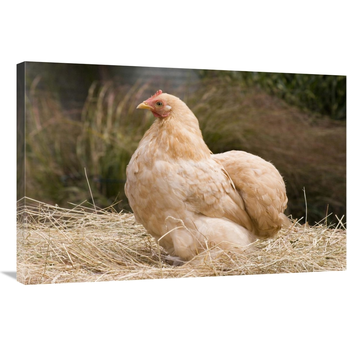 Domestic Chicken, Lemon Pekin Bard hen-Canvas Art-36&quotx24"