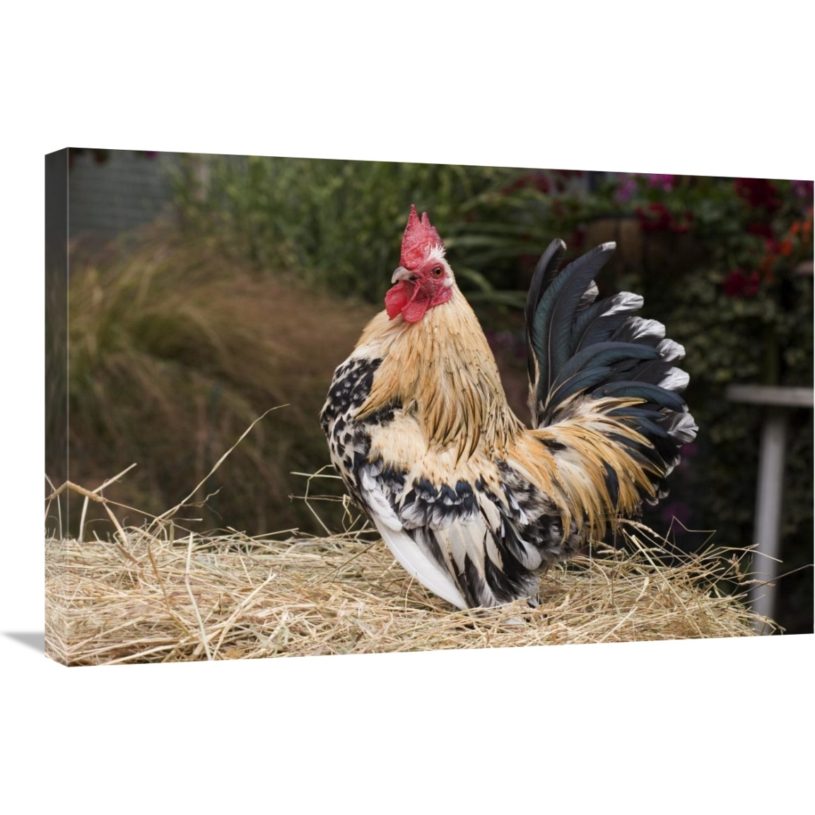 Domestic Chicken, Sable Poot, Lemon Mill Fleur cock-Canvas Art-30&quotx20"