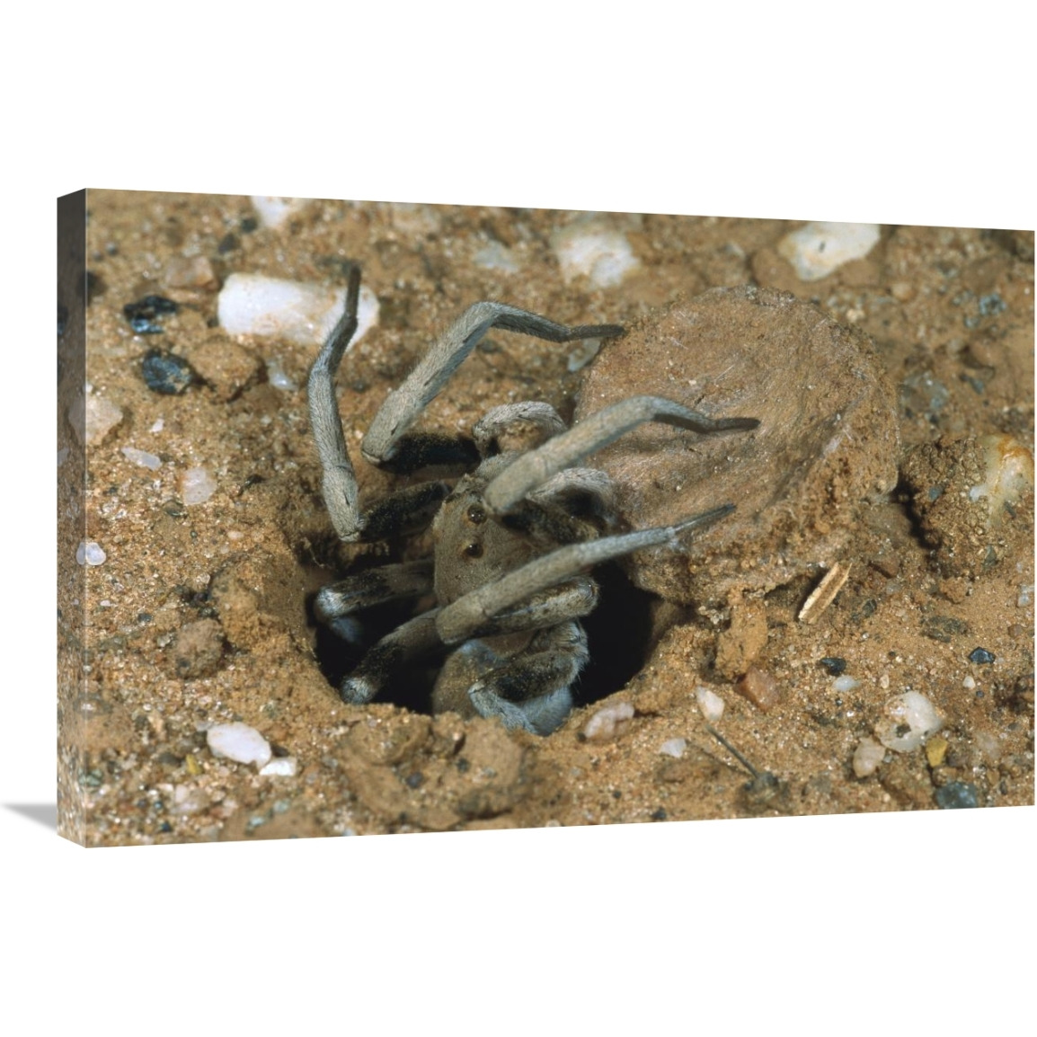 Forrest&quots Wolf Spider emerging from its burrow near Mt Dimer, Western Australia-Canvas Art-30&quotx20"