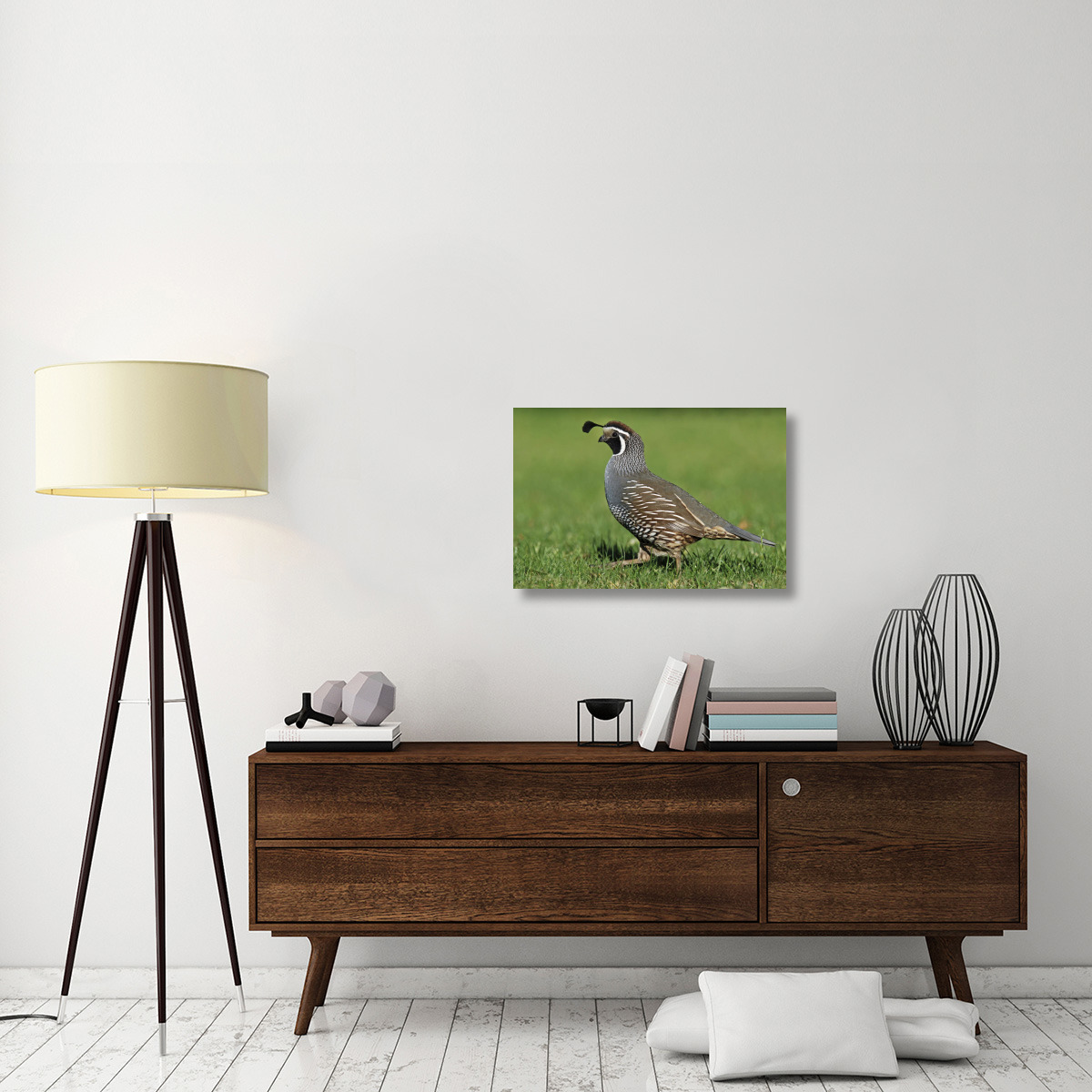 California Quail male, Christchurch, New Zealand-Canvas Art-30&quotx20"