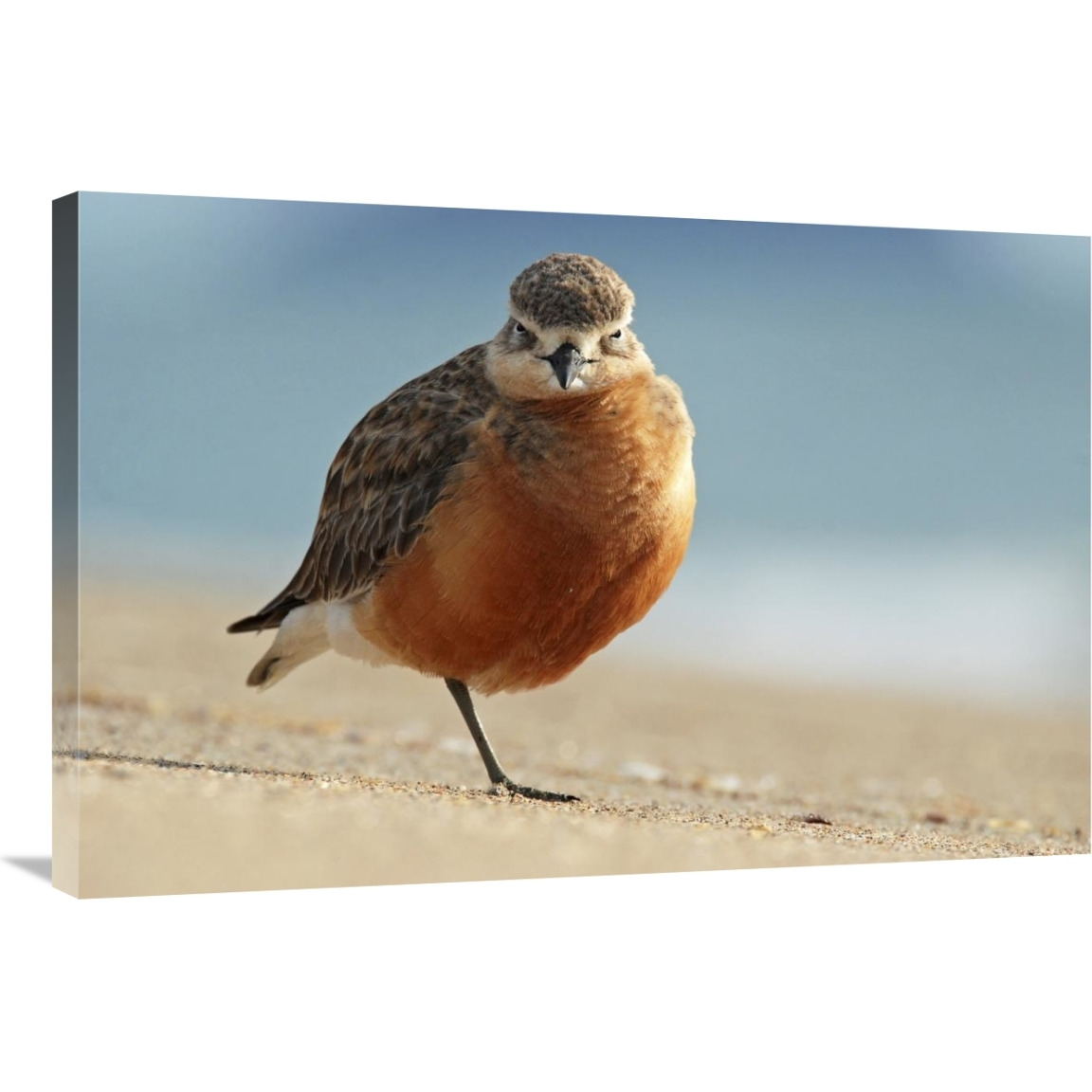 Red-breasted Plover, Coromandel Peninsula, New Zealand-Canvas Art-36&quotx24"