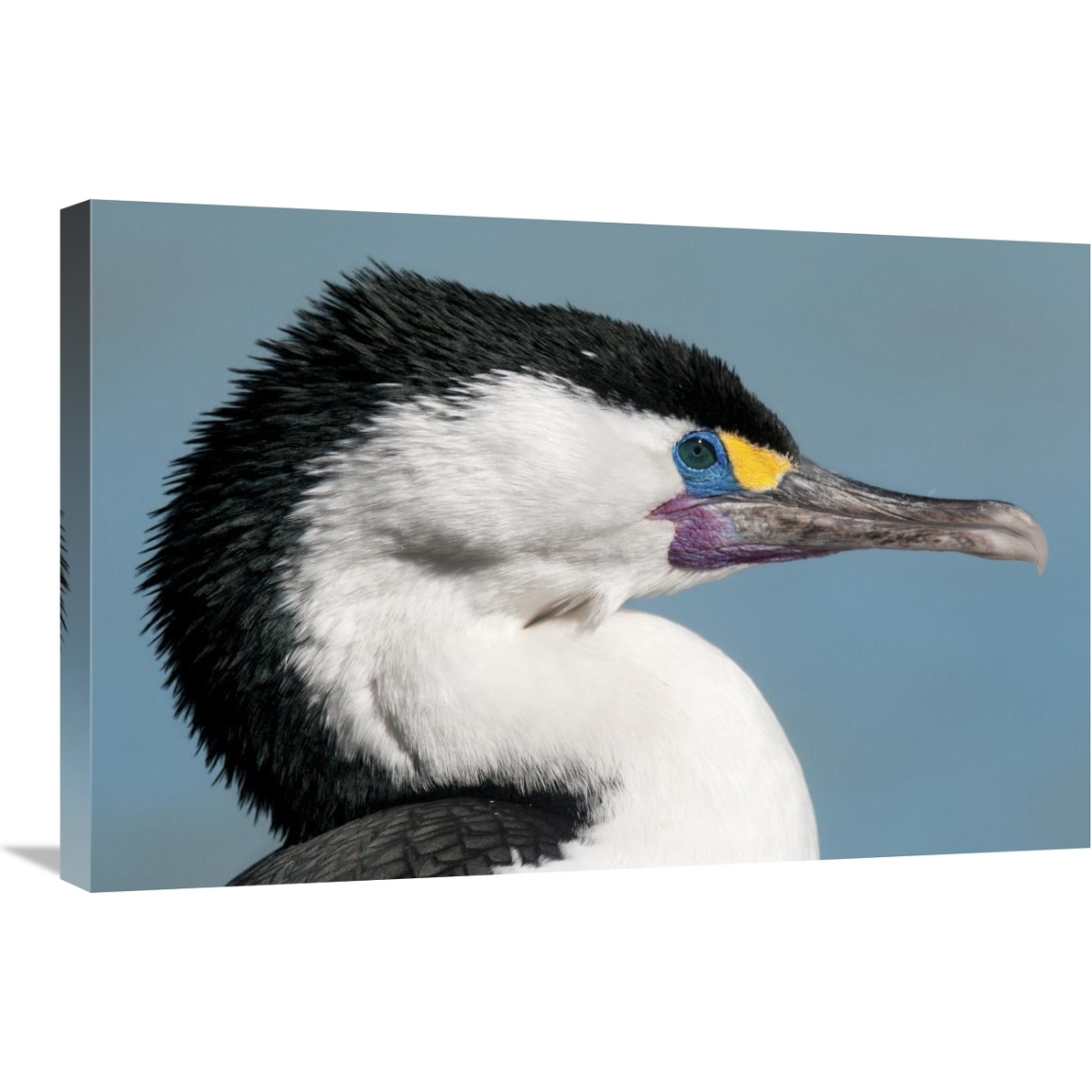 Pied Cormorant in breeding plumage, Christchurch, New Zealand-Canvas Art-30&quotx20"