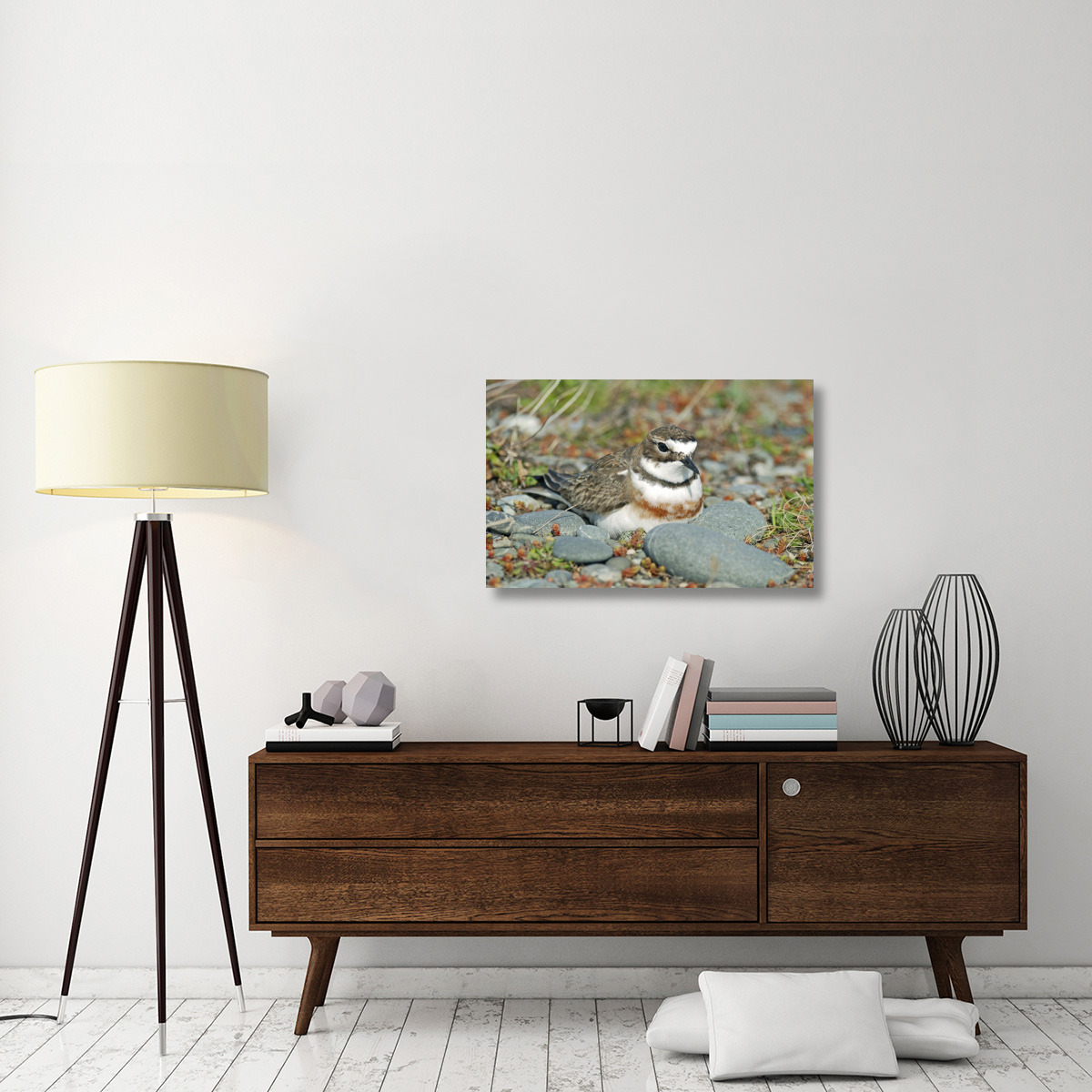 Double-banded Plover on ground nest, Lake Ellesmere, New Zealand-Canvas Art-36&quotx23.04"