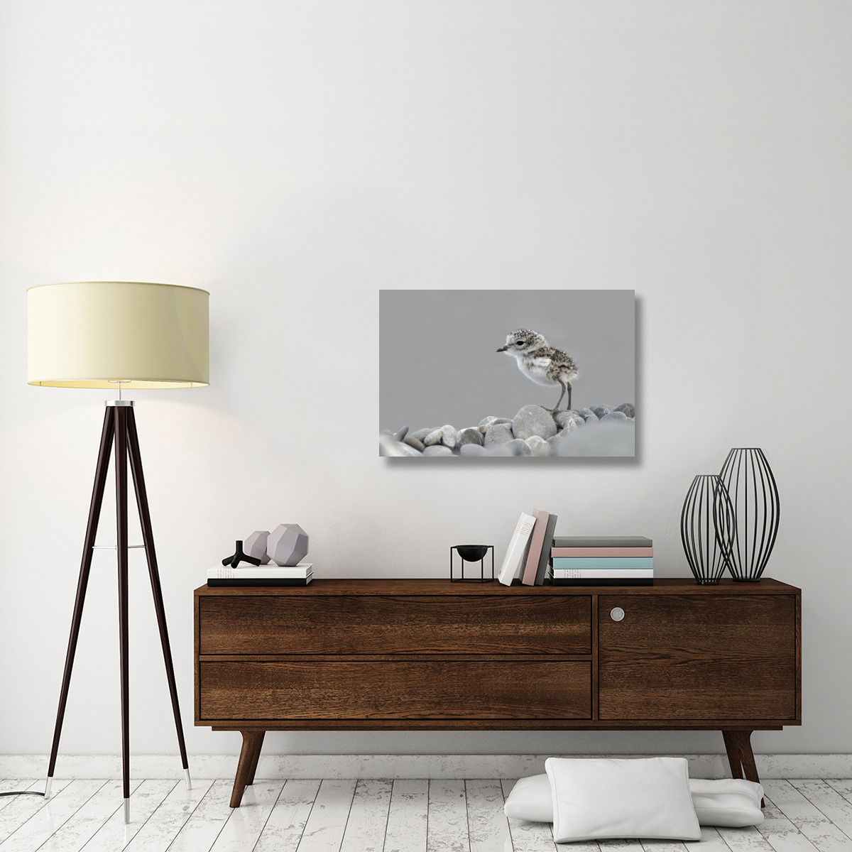 Double-banded Plover newly hatched chick, Lake Ellesmere, New Zealand-Canvas Art-36&quotx24"