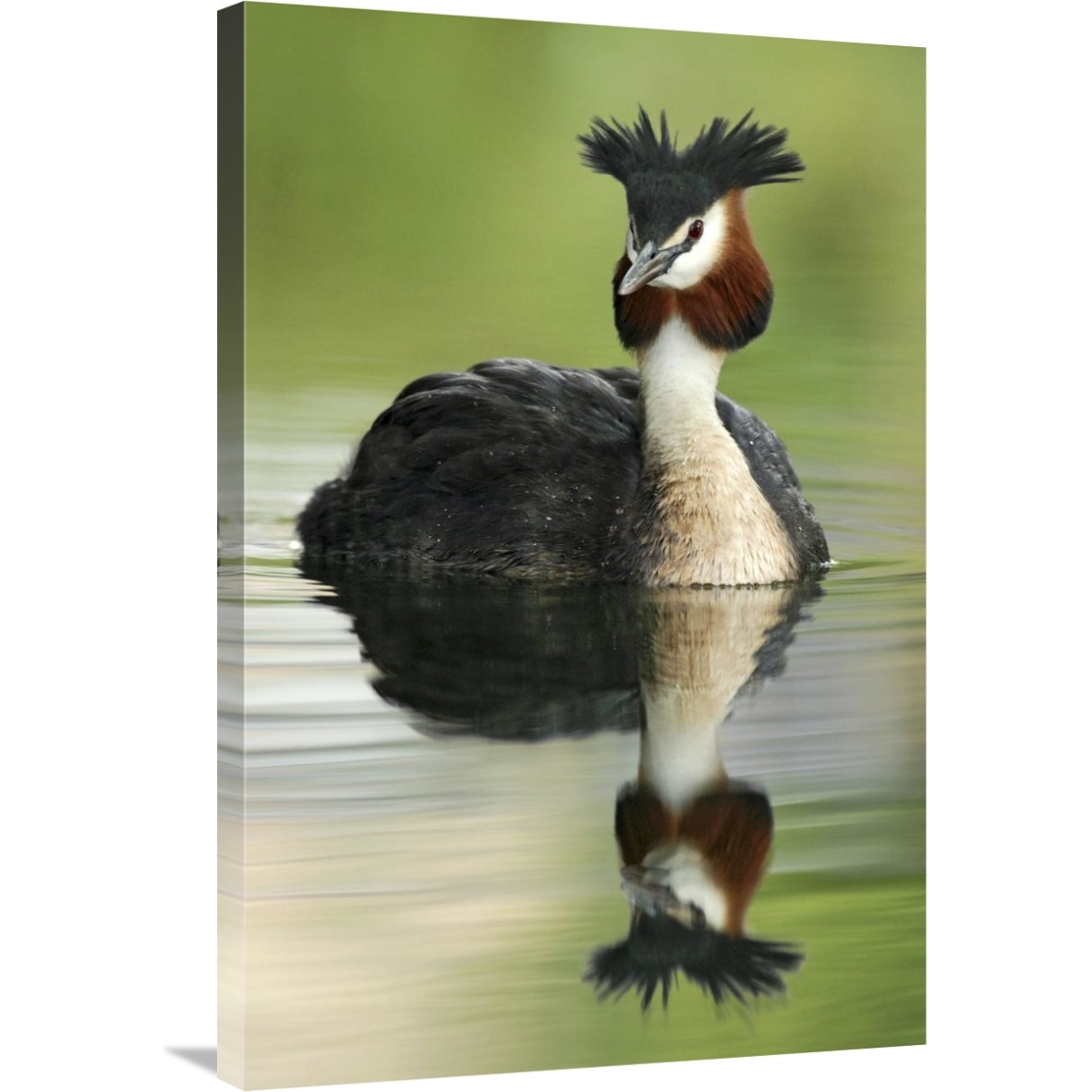 Great Crested Grebe in breeding plumage, Lake Alexandrina, New Zealand-Canvas Art-24&quotx36"