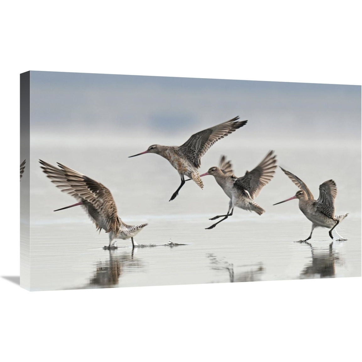 Bar-tailed Godwit group landing, Avon Heathcote Estuary, Christchurch, New Zealand-Canvas Art-30&quotx19.2"