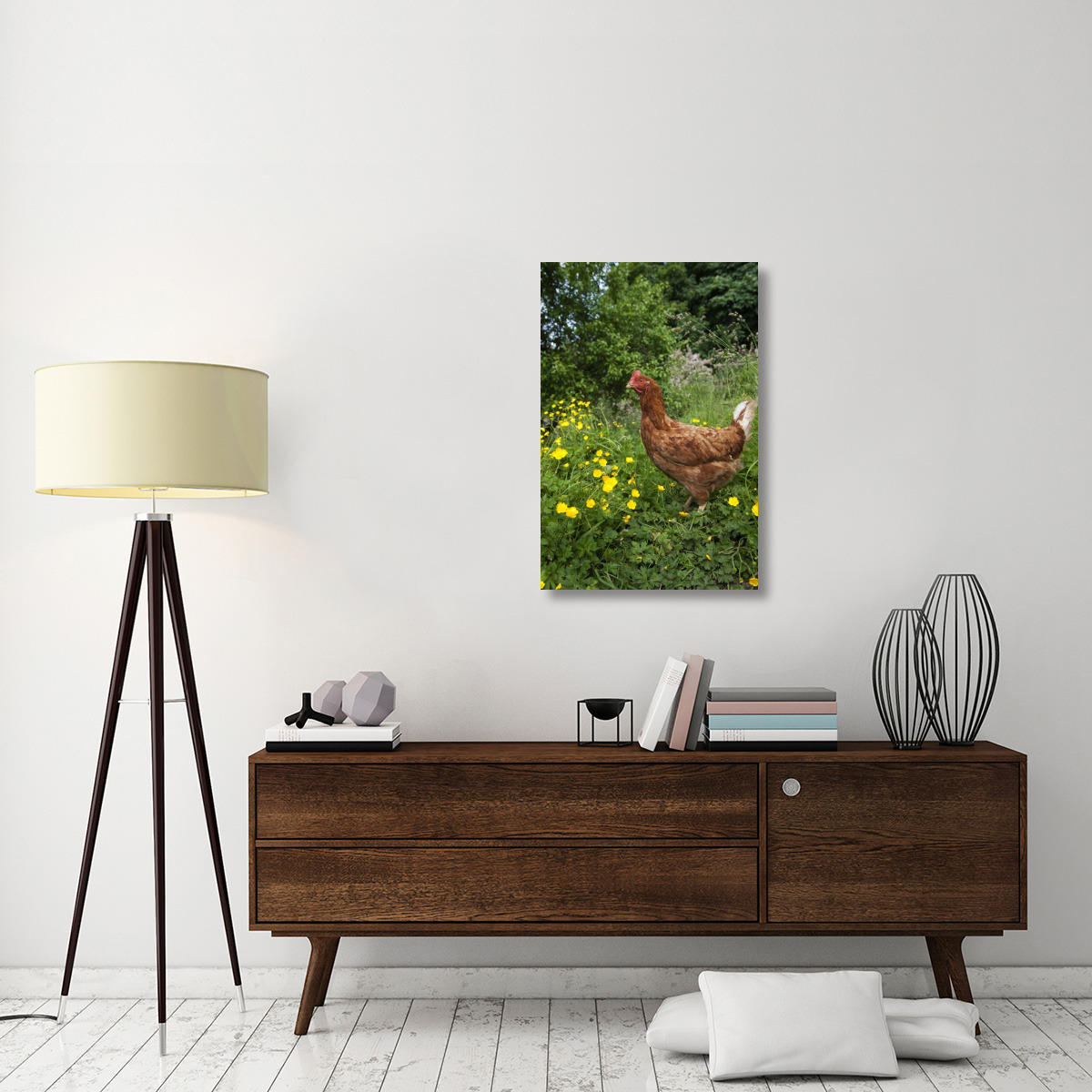 Domestic Chicken, free range hen, standing in meadow amongst buttercups, England-Canvas Art-24&quotx36"