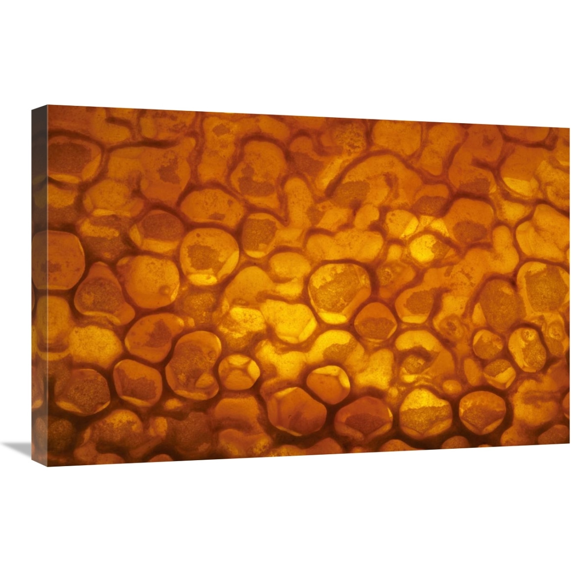 Honeycomb cells filled with honey and covered by wax, Bee Station at the Bavarian Julius-Maximilians-University of Wurzburg, Germany-Canvas Art-30&quotx20"