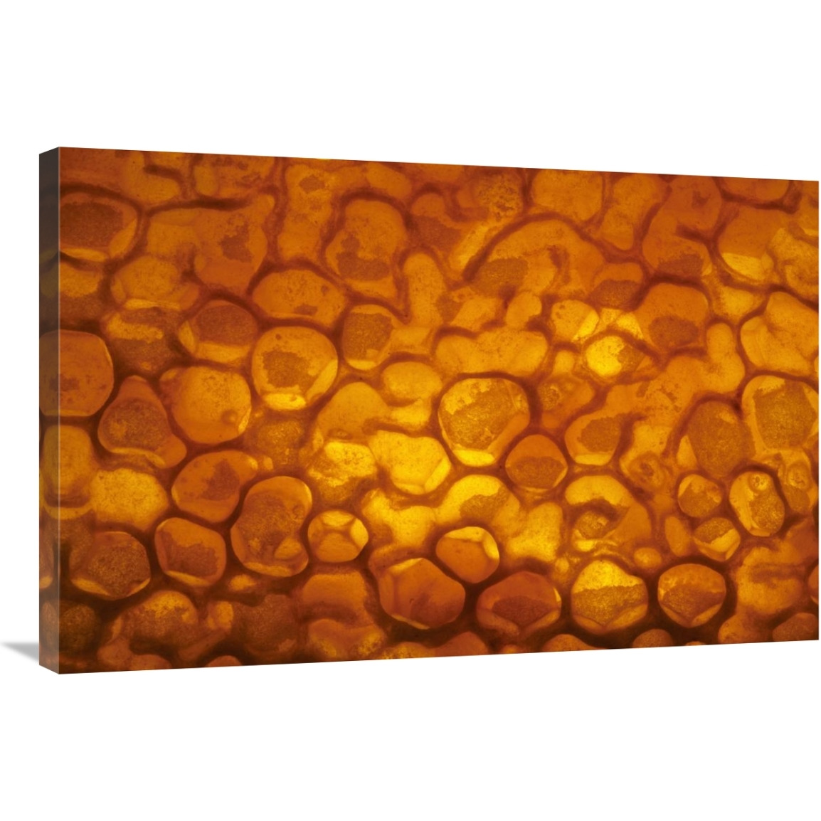 Honeycomb cells filled with honey and covered by wax, Bee Station at the Bavarian Julius-Maximilians-University of Wurzburg, Germany-Canvas Art-36&quotx24"