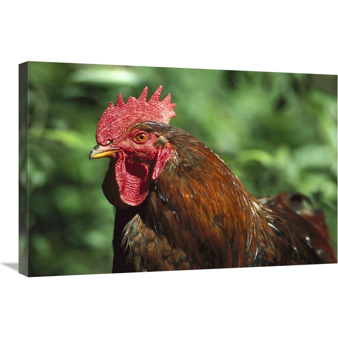 Domestic Chicken rooster, northern Germany-Canvas Art-30&quotx20"