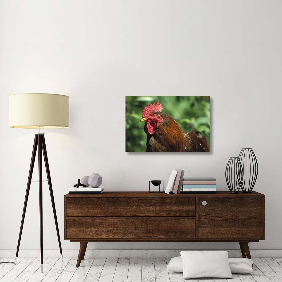 Domestic Chicken rooster, northern Germany-Canvas Art-36&quotx24"