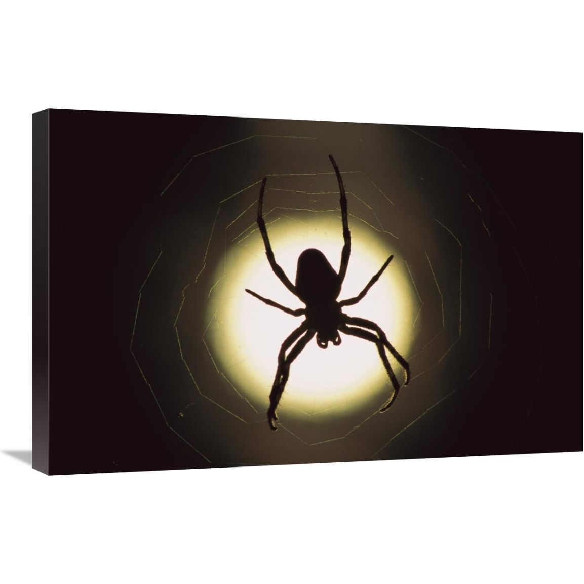 Spider silhouetted in its web, native to Europe-Canvas Art-30&quotx20"